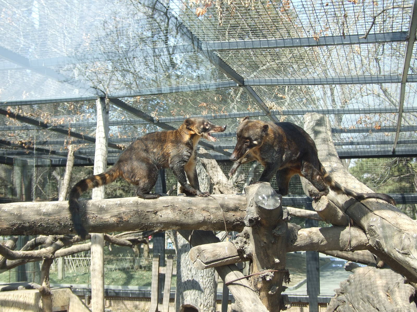 Mountain Coati (Nasua nasua montana)
