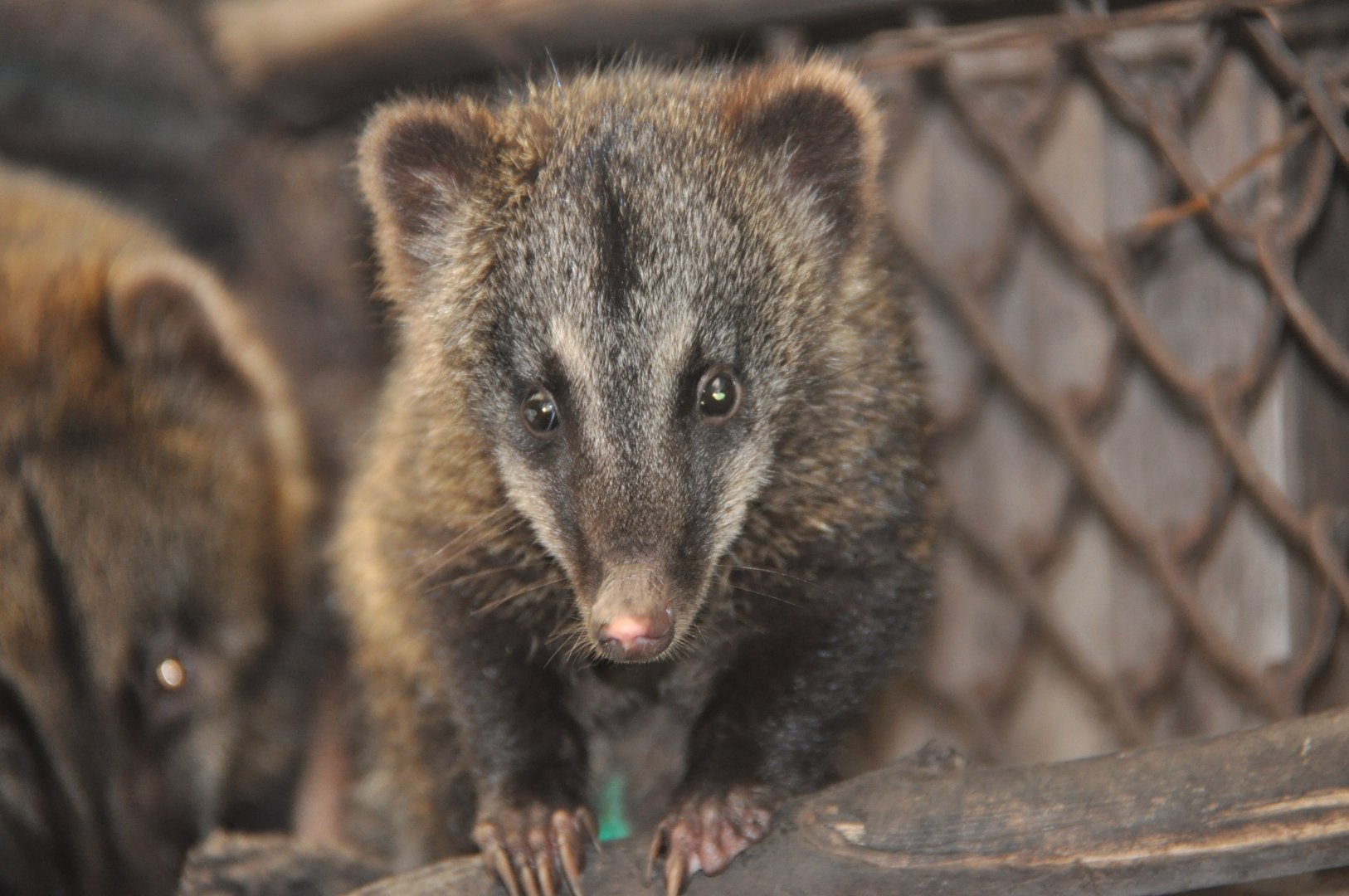 Mountain coati / Nasuella olivacea