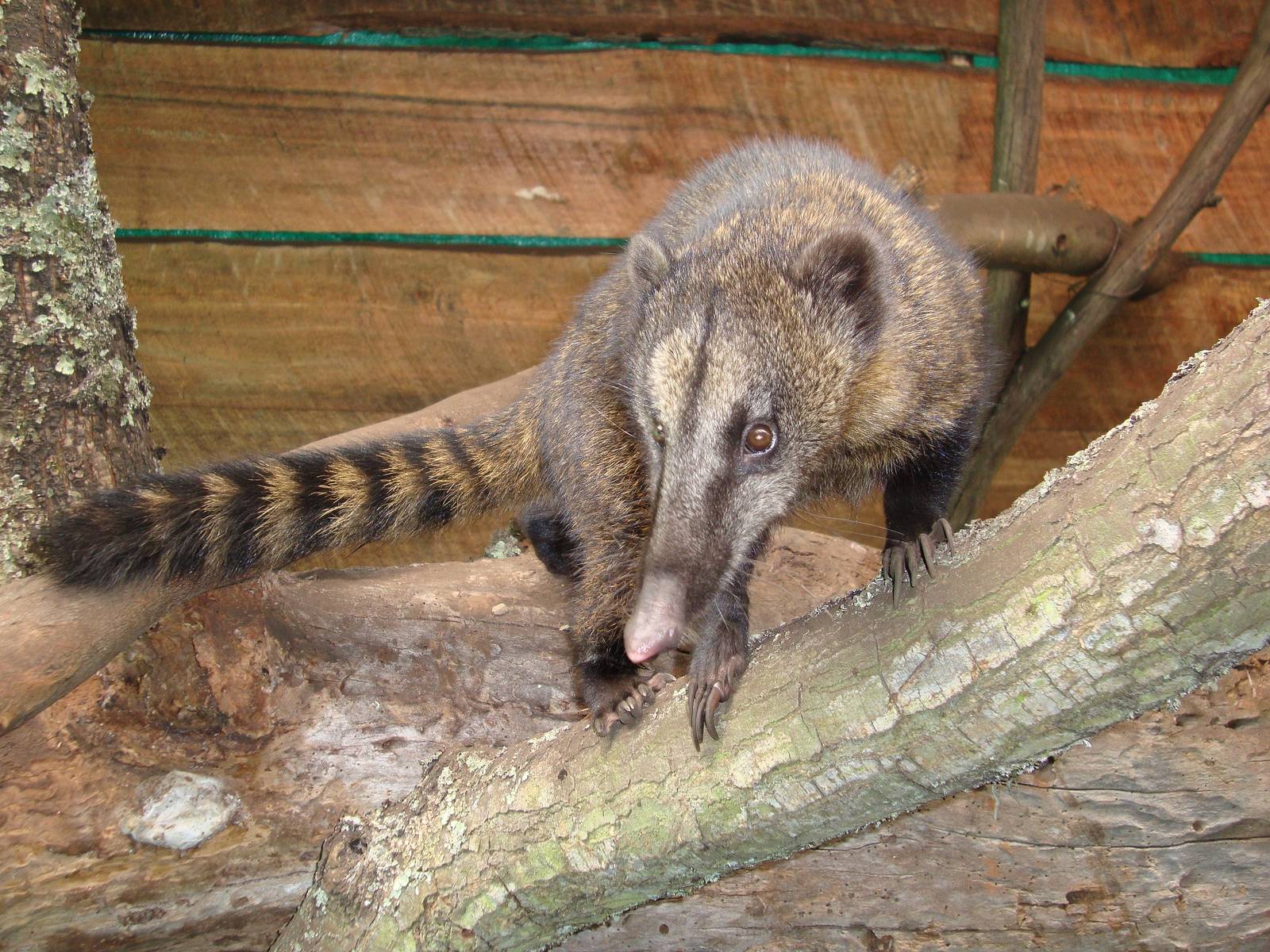 Mountain coati Nasuella olivaceous olivaceous - Bioparque la Reserva