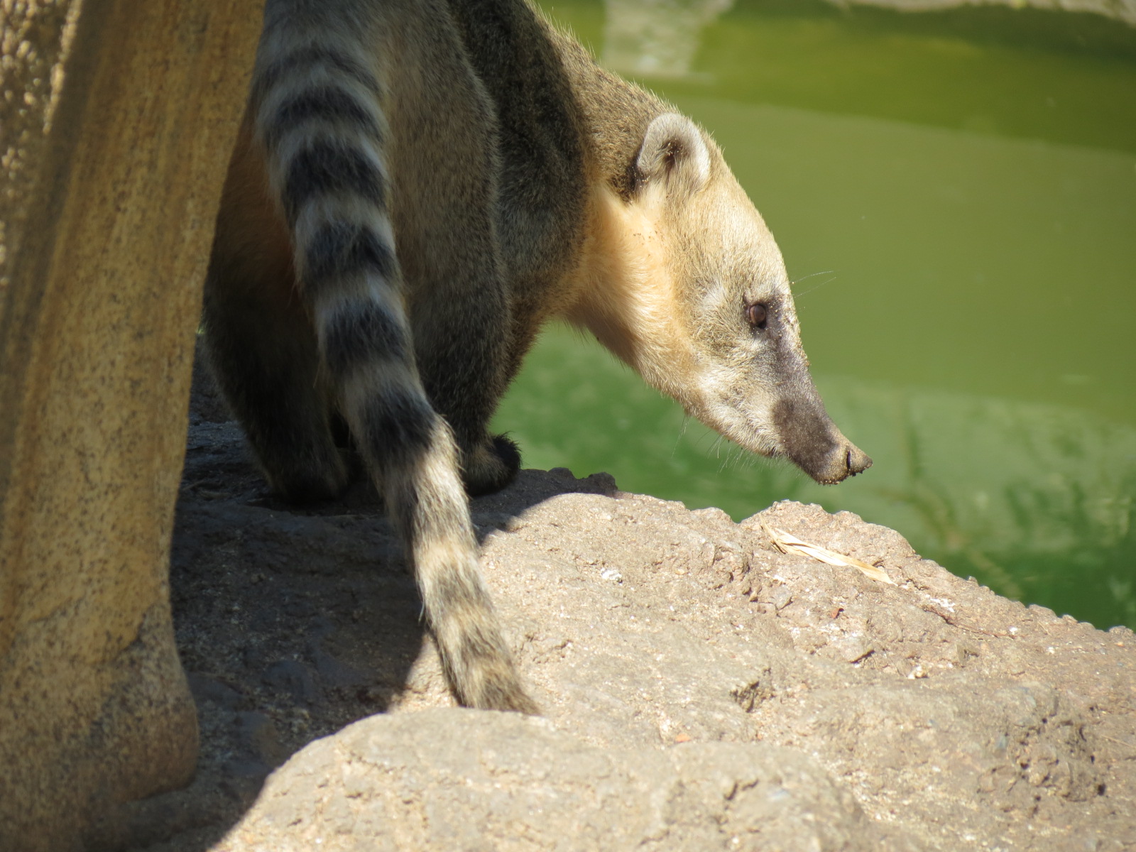 Mountain Coatimundi, according to sign