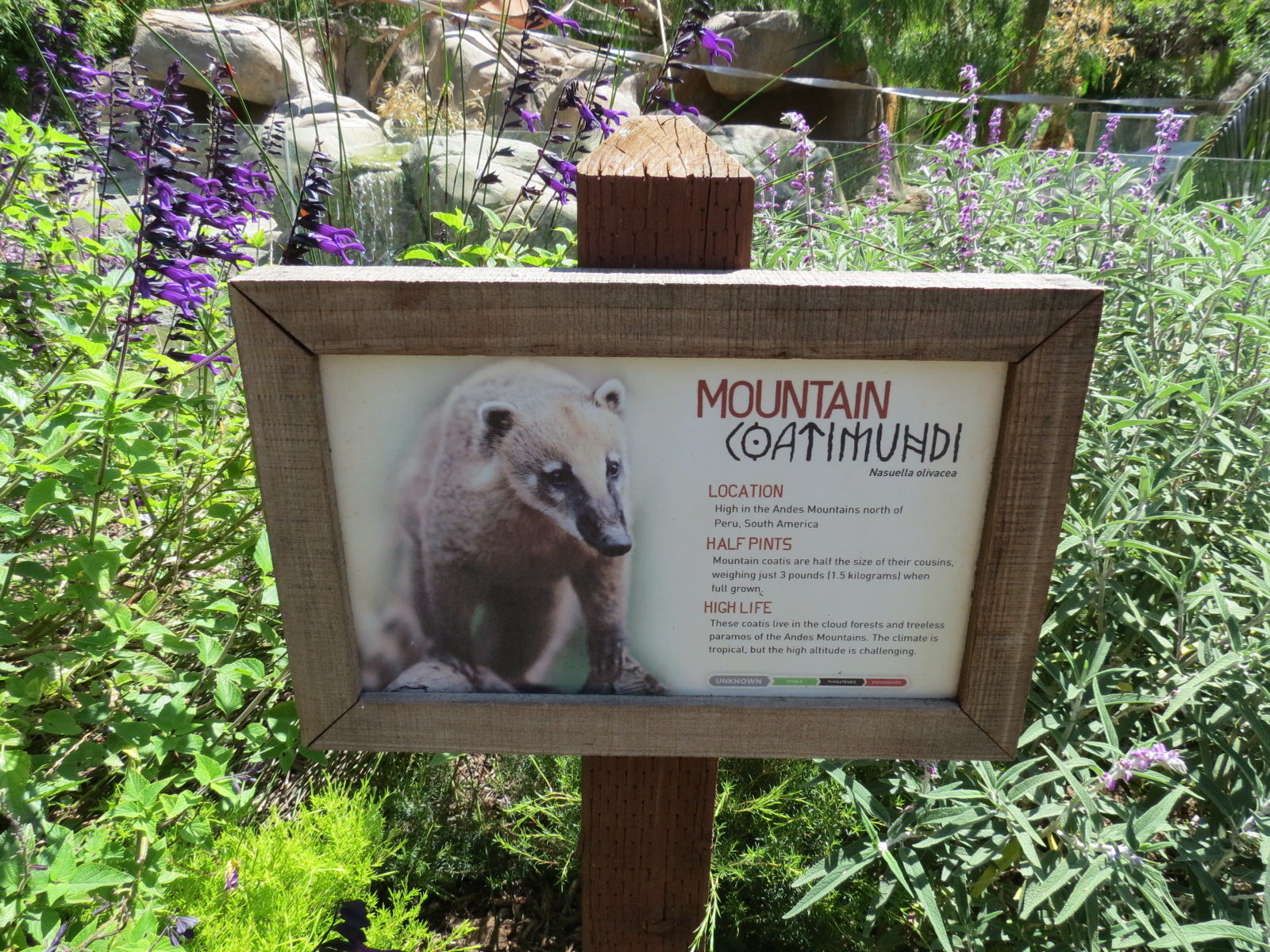 Mountain Coatimundi Exhibit Sign