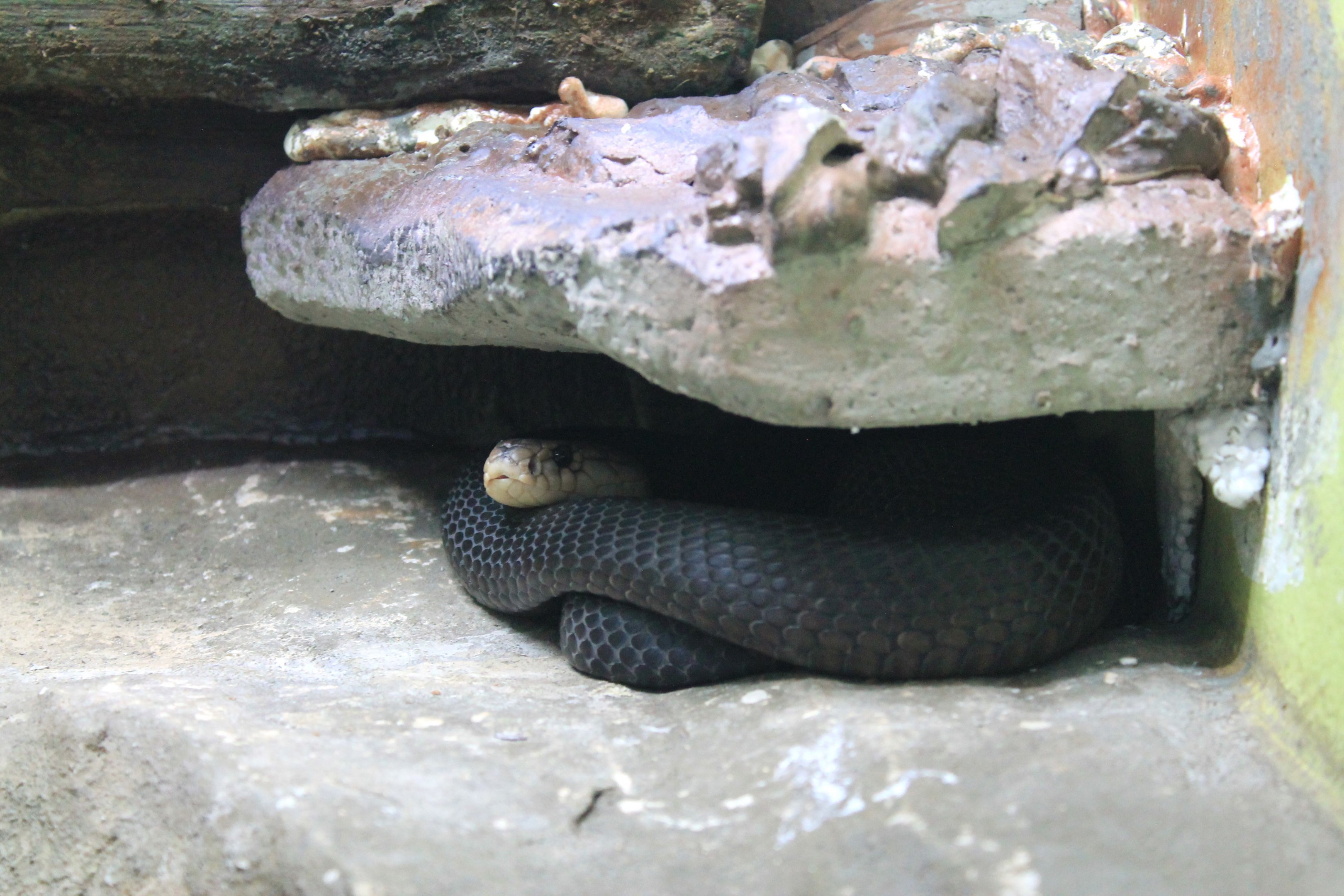 Mountain Cobra (Naja fuxi)