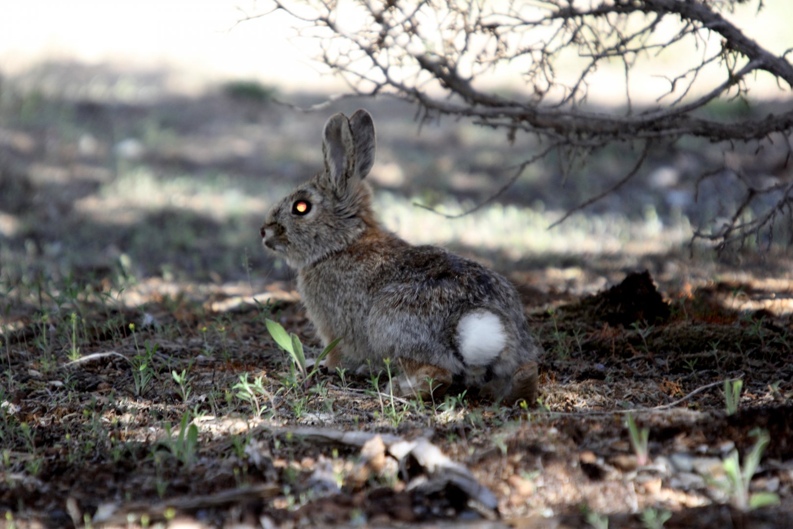mountain cottontail (Sylvilagus nuttallii)