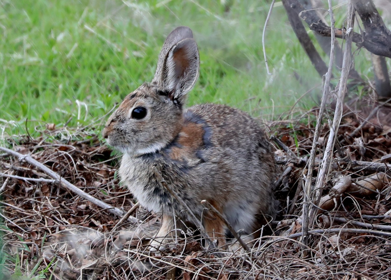 Mountain Cottontail (Sylvilagus nuttallii)