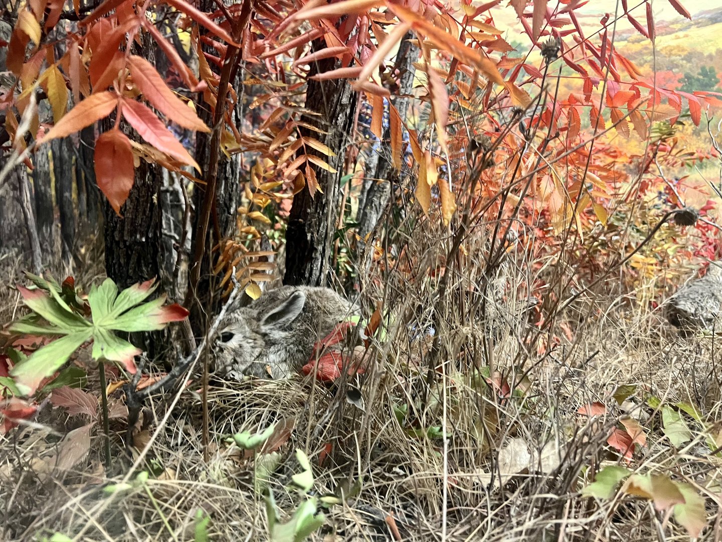 Mountain Cottontail