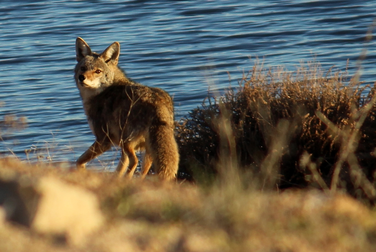 Mountain Coyote
