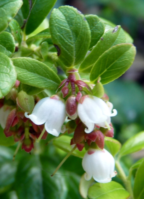 Mountain cranberry (Vaccinium vitis-idaea)