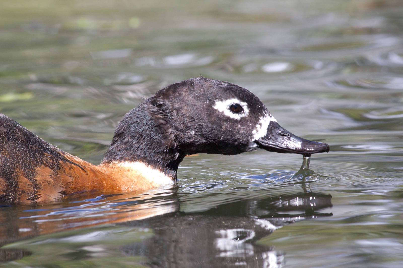 Mountain Duck female portrait