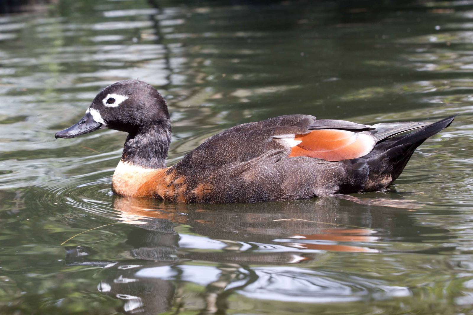 Mountain Duck female