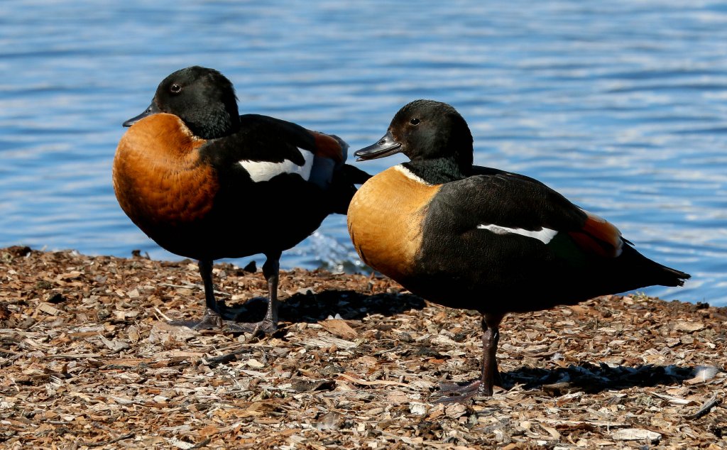 Mountain Ducks (Australian Shelduck)