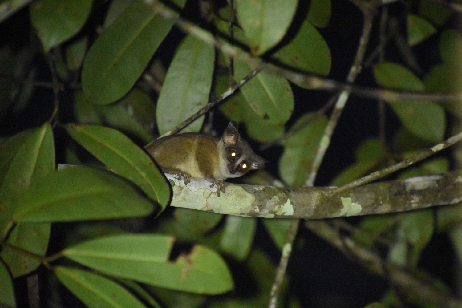 Mountain dwarf galago