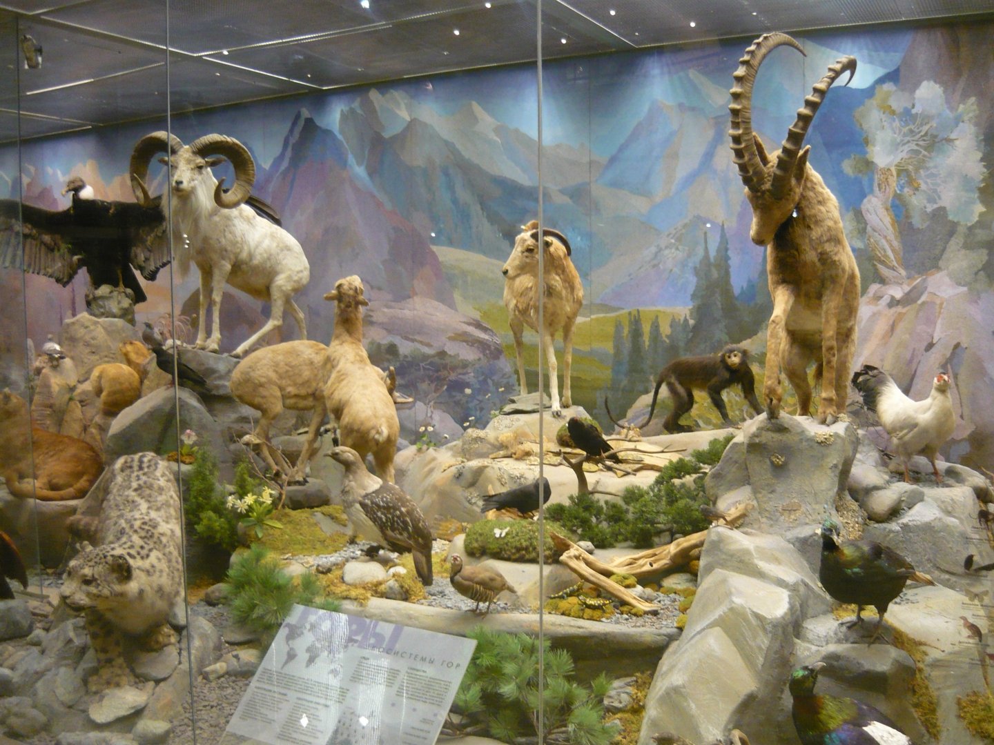 Mountain ecosystems exhibit
