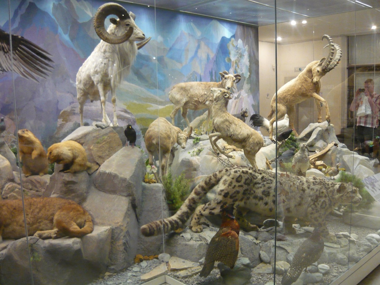 Mountain ecosystems exhibit