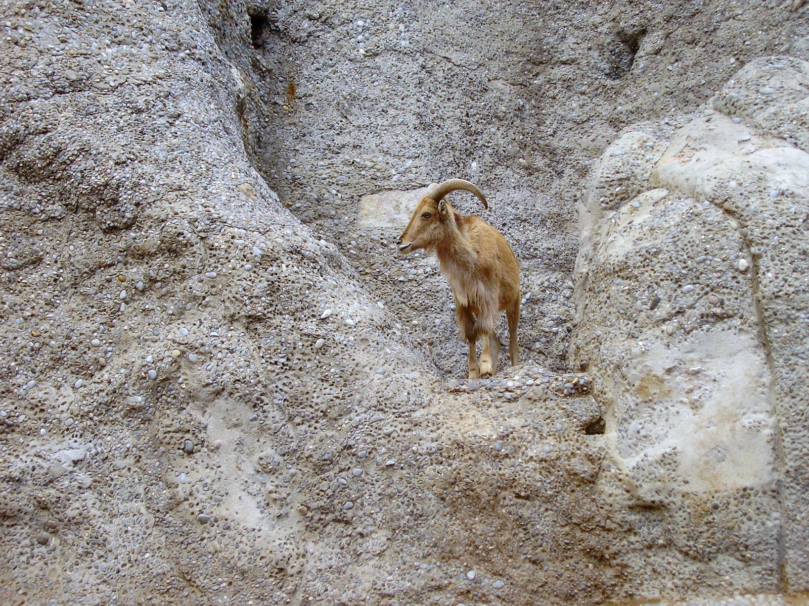 Mountain Exhibit - 2008