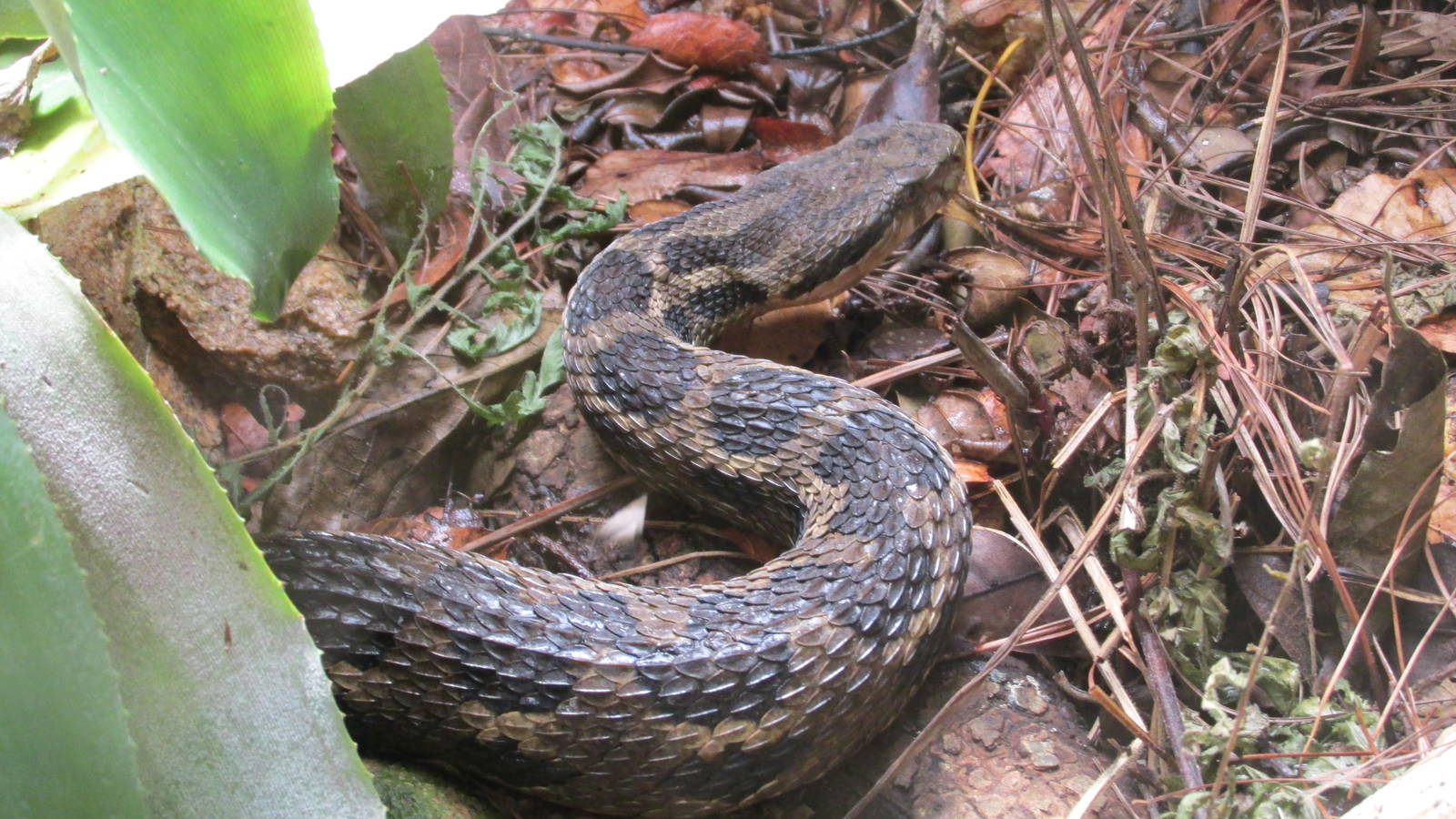 mountain fer de lance zoomat