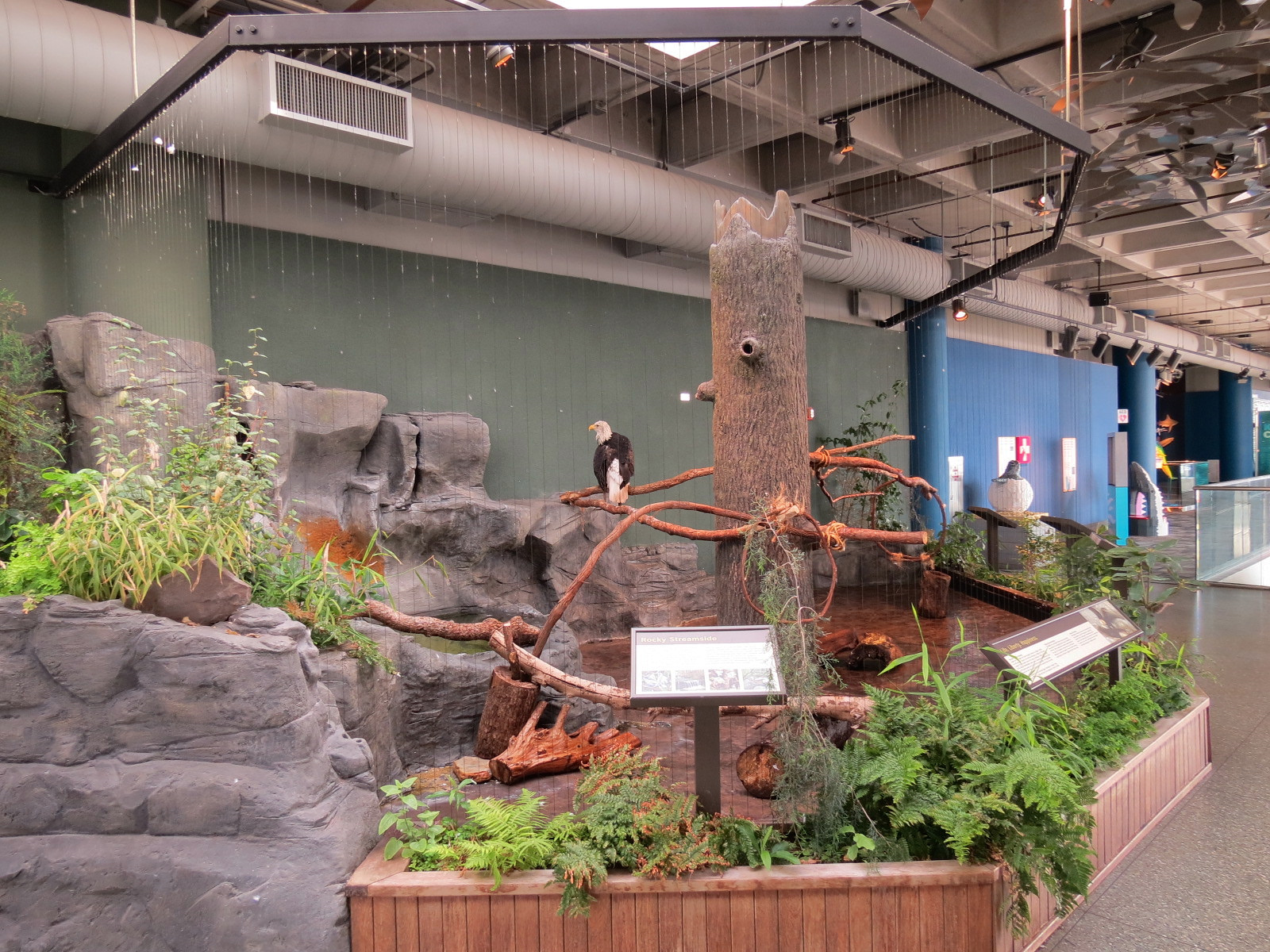 Mountain Forest - Bald Eagle Exhibit