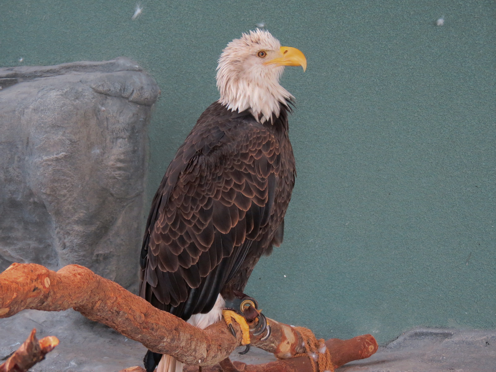 Mountain Forest - Bald Eagle Exhibit