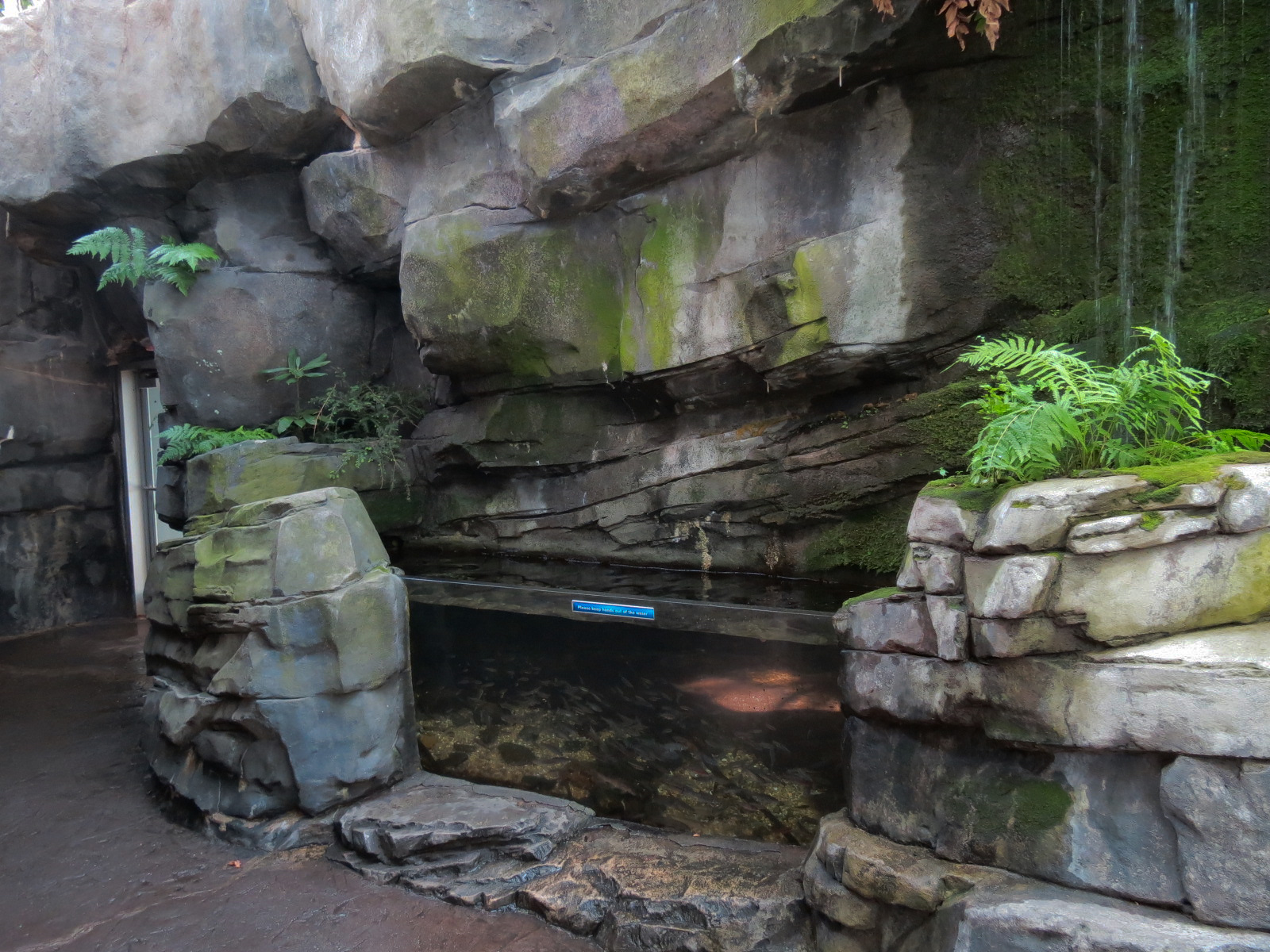 Mountain Forest - Fish Exhibit