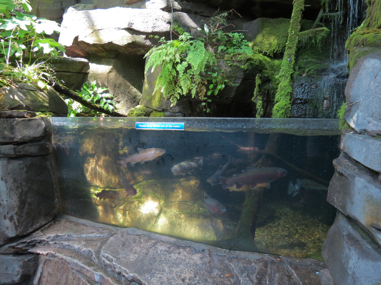 Mountain Forest - Fish Exhibit