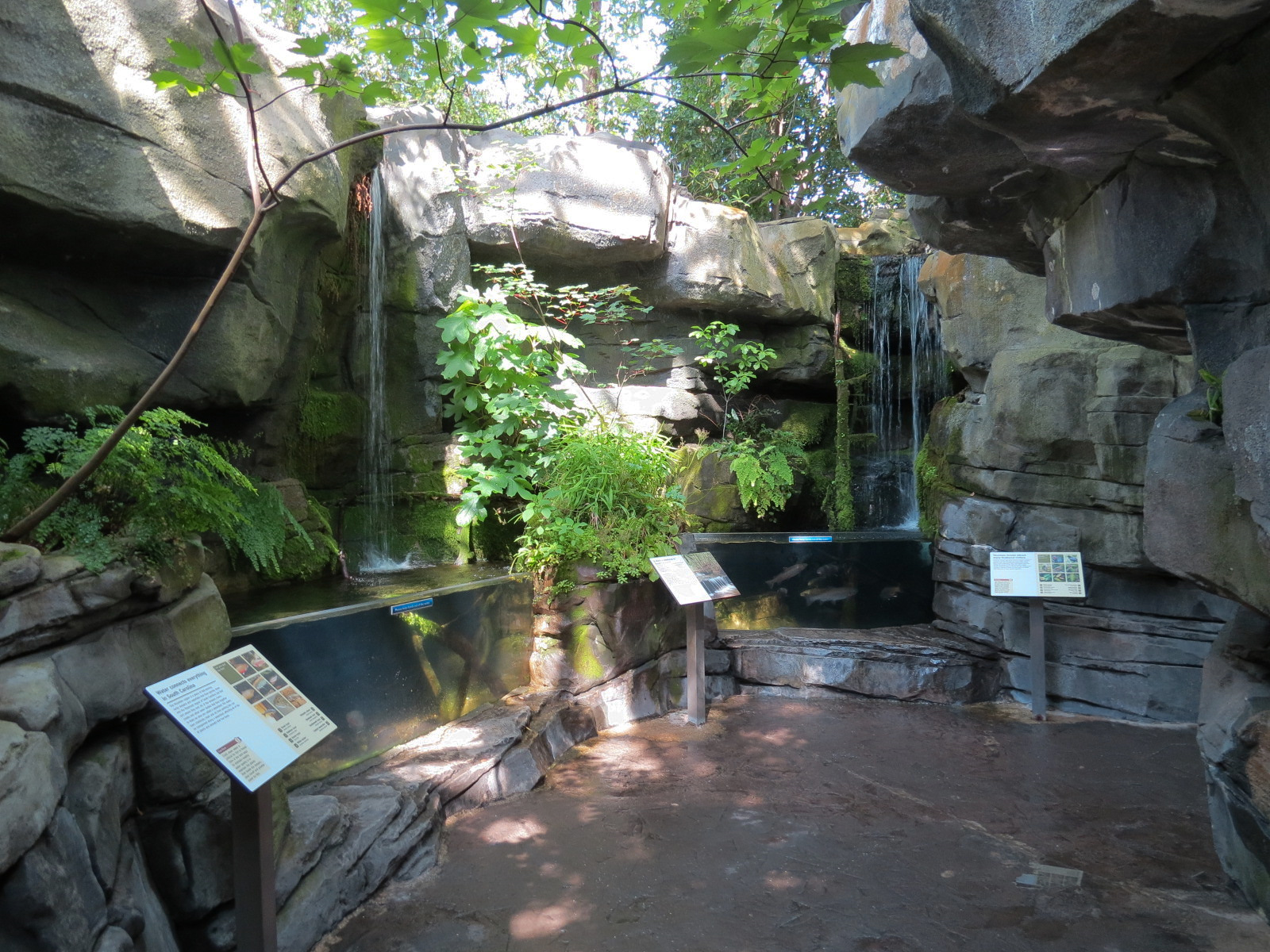 Mountain Forest - Fish Exhibits