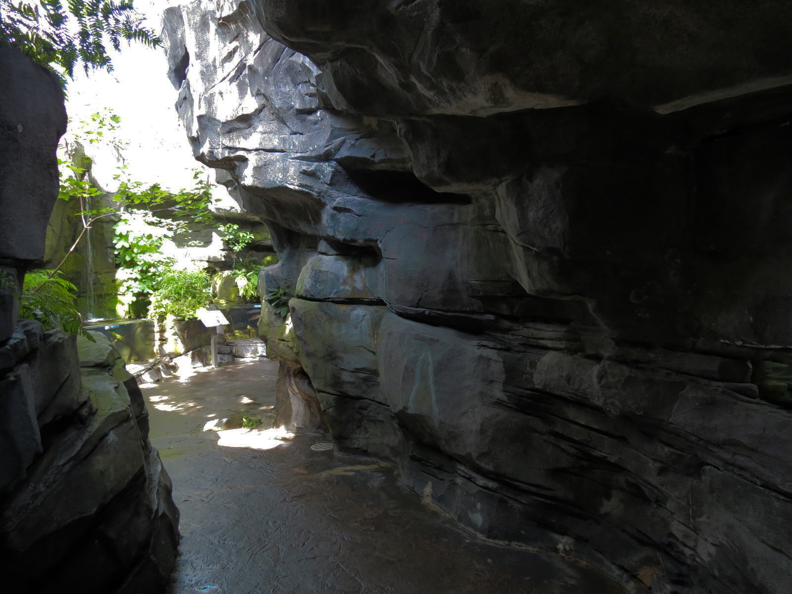 Mountain Forest - Path