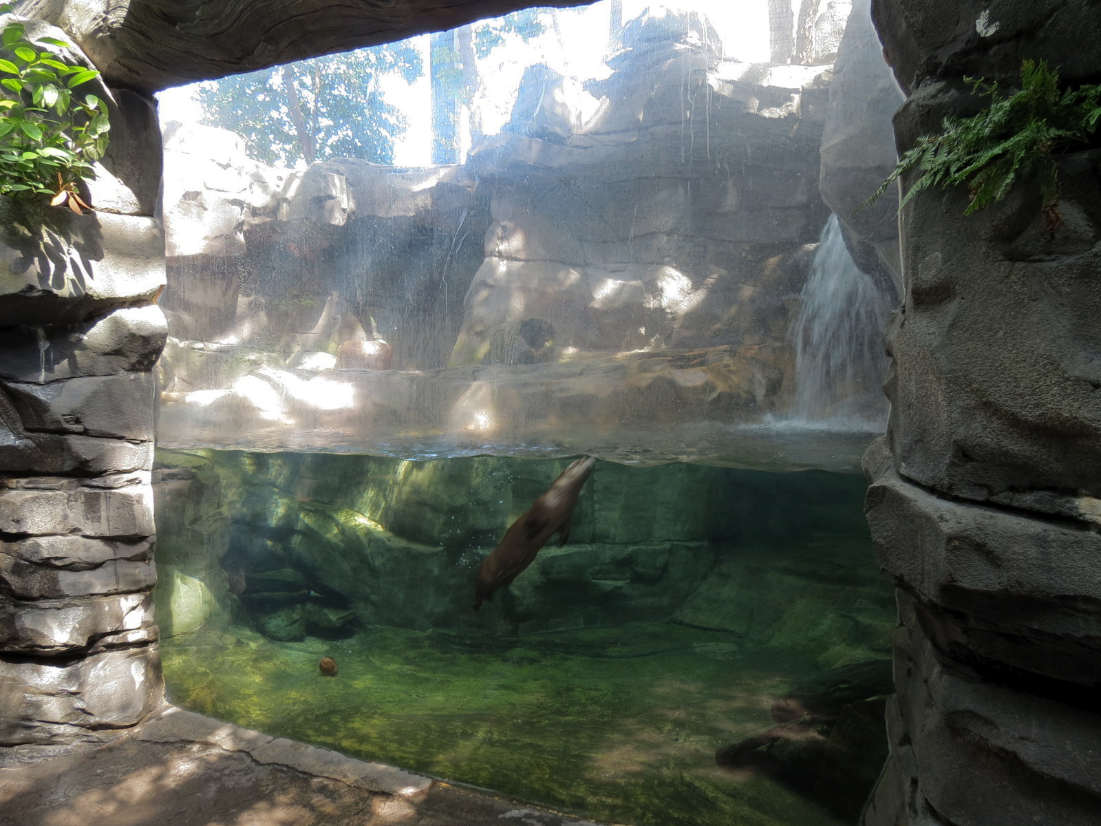 Mountain Forest - River Otter Exhibit
