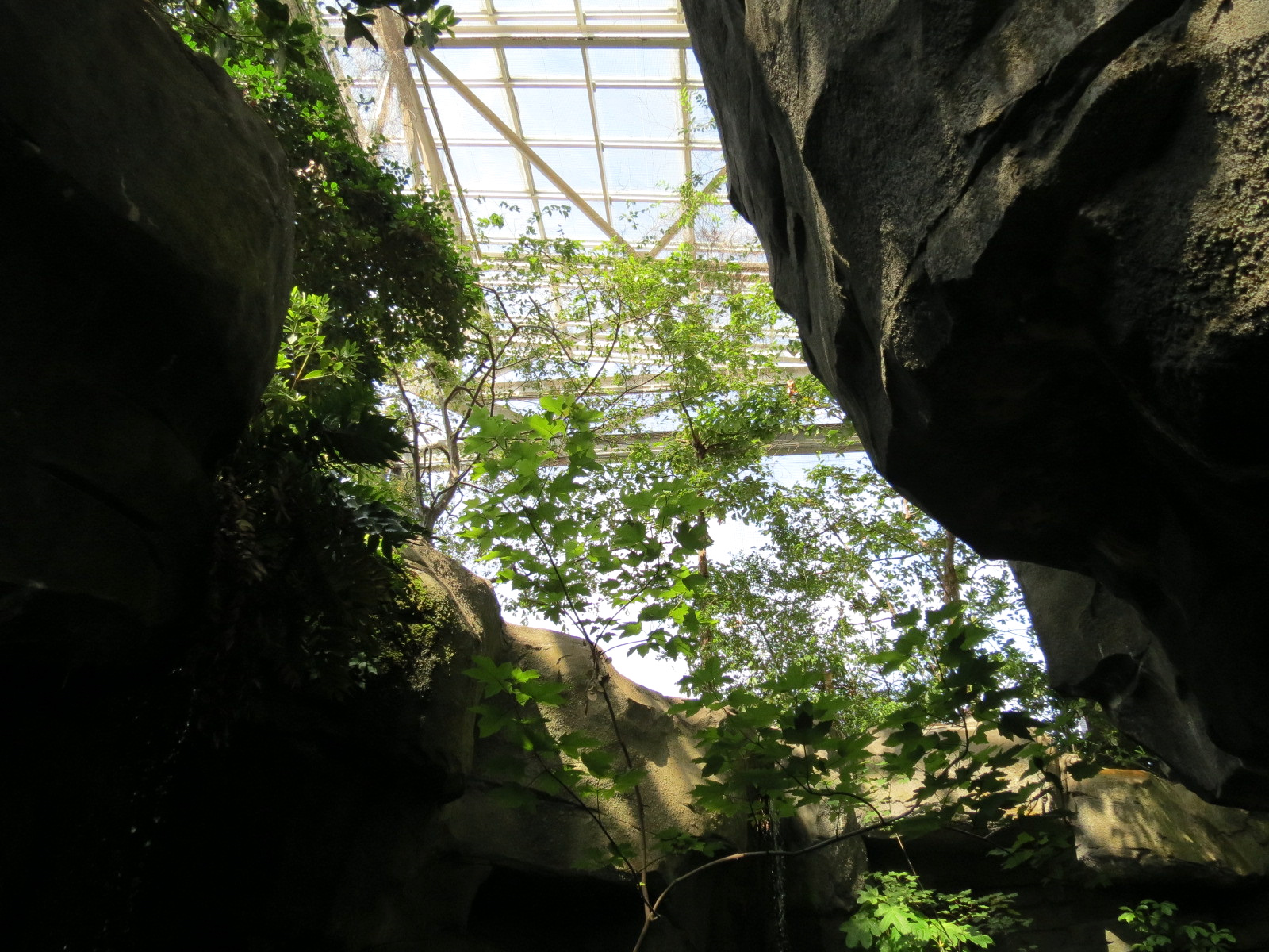 Mountain Forest - View Up from Path