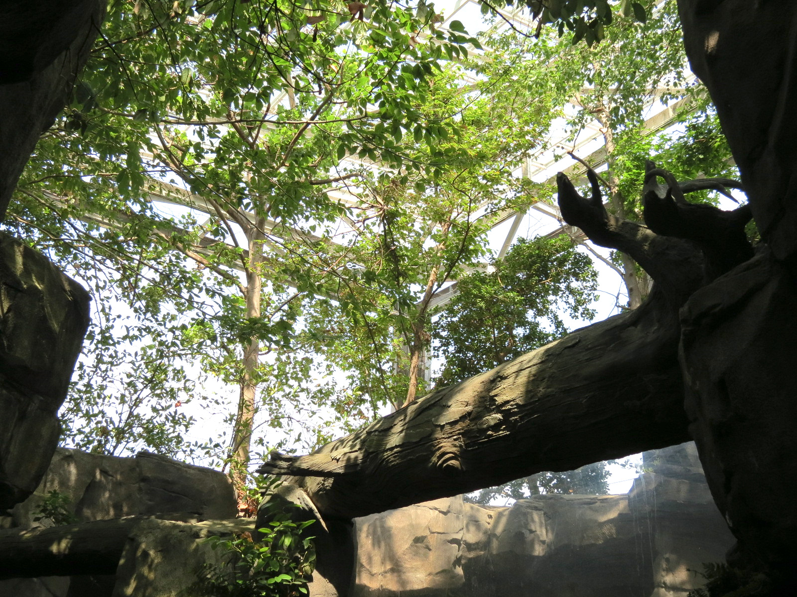 Mountain Forest - View Up from River Otter Exhibit