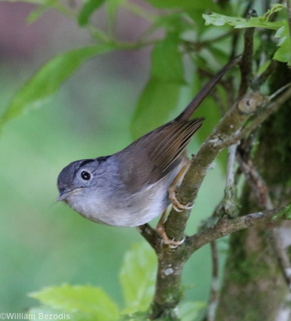 Mountain Fulvetta - Fraser's Hill