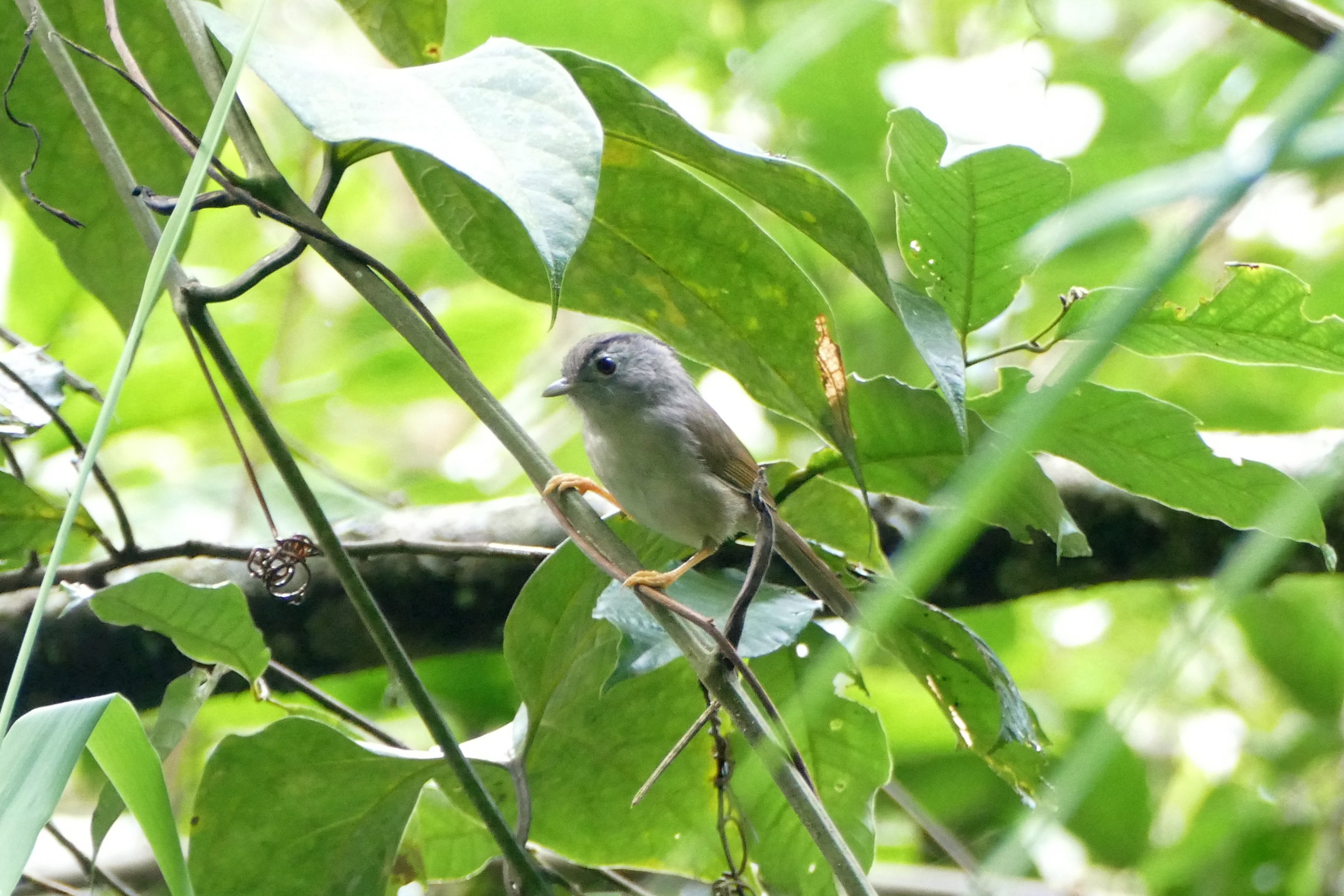 Mountain Fulvetta - Fraser's Hill