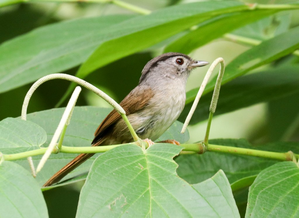 Mountain Fulvetta