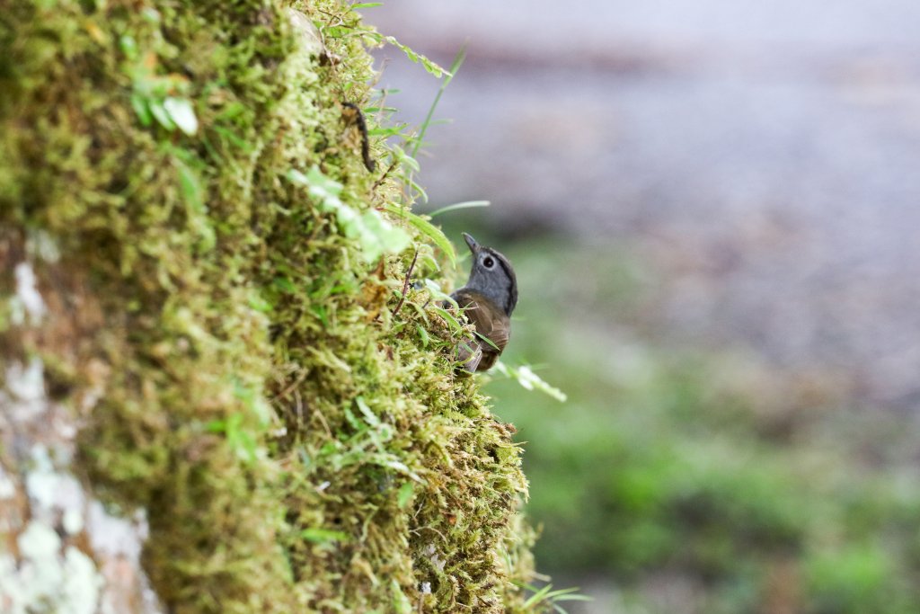 Mountain Fulvetta