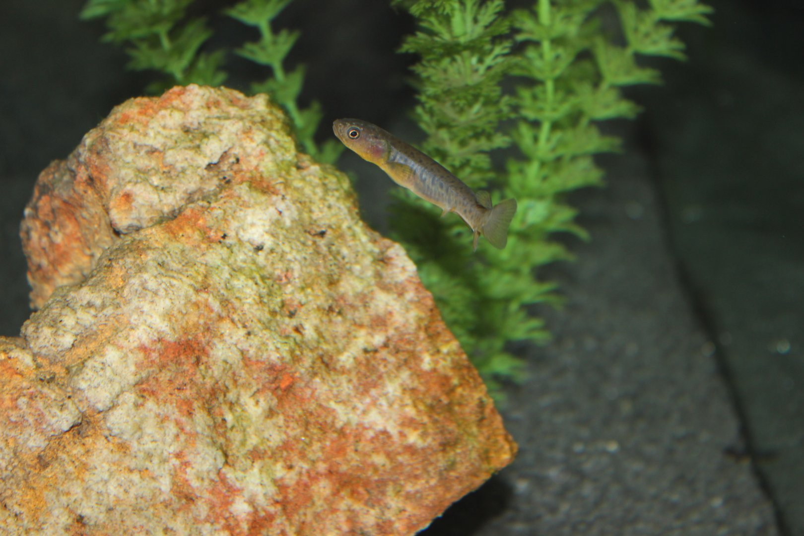 Mountain Galaxias (Galaxias olidus)