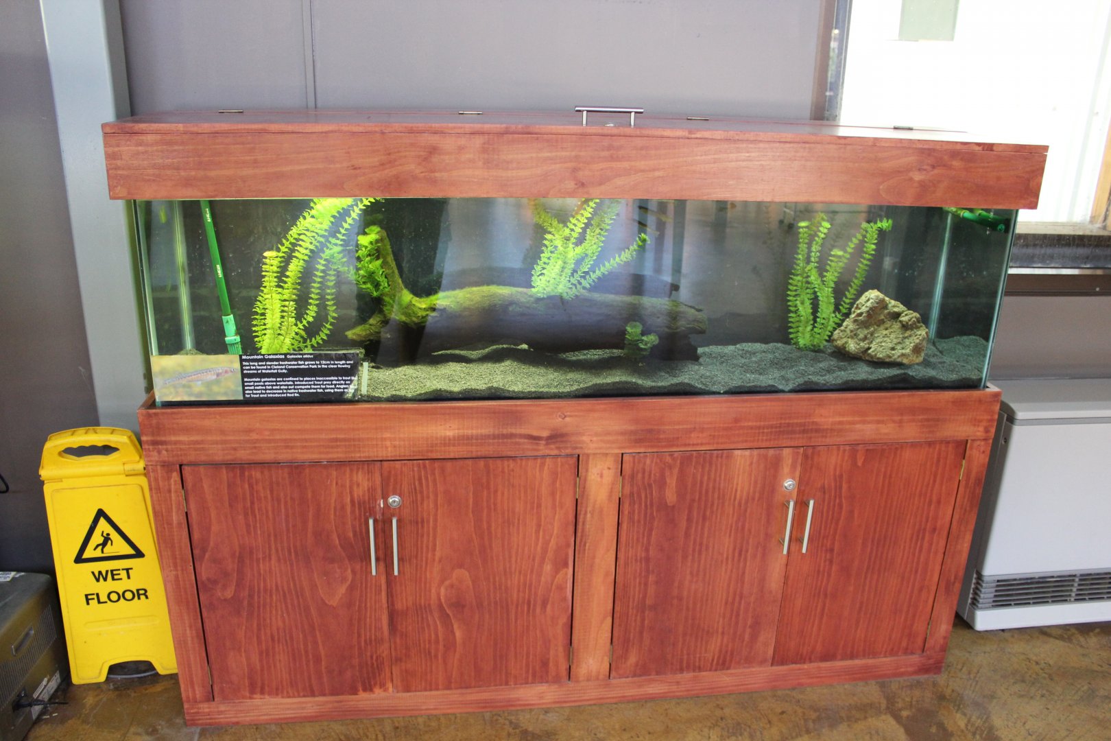 Mountain Galaxias tank