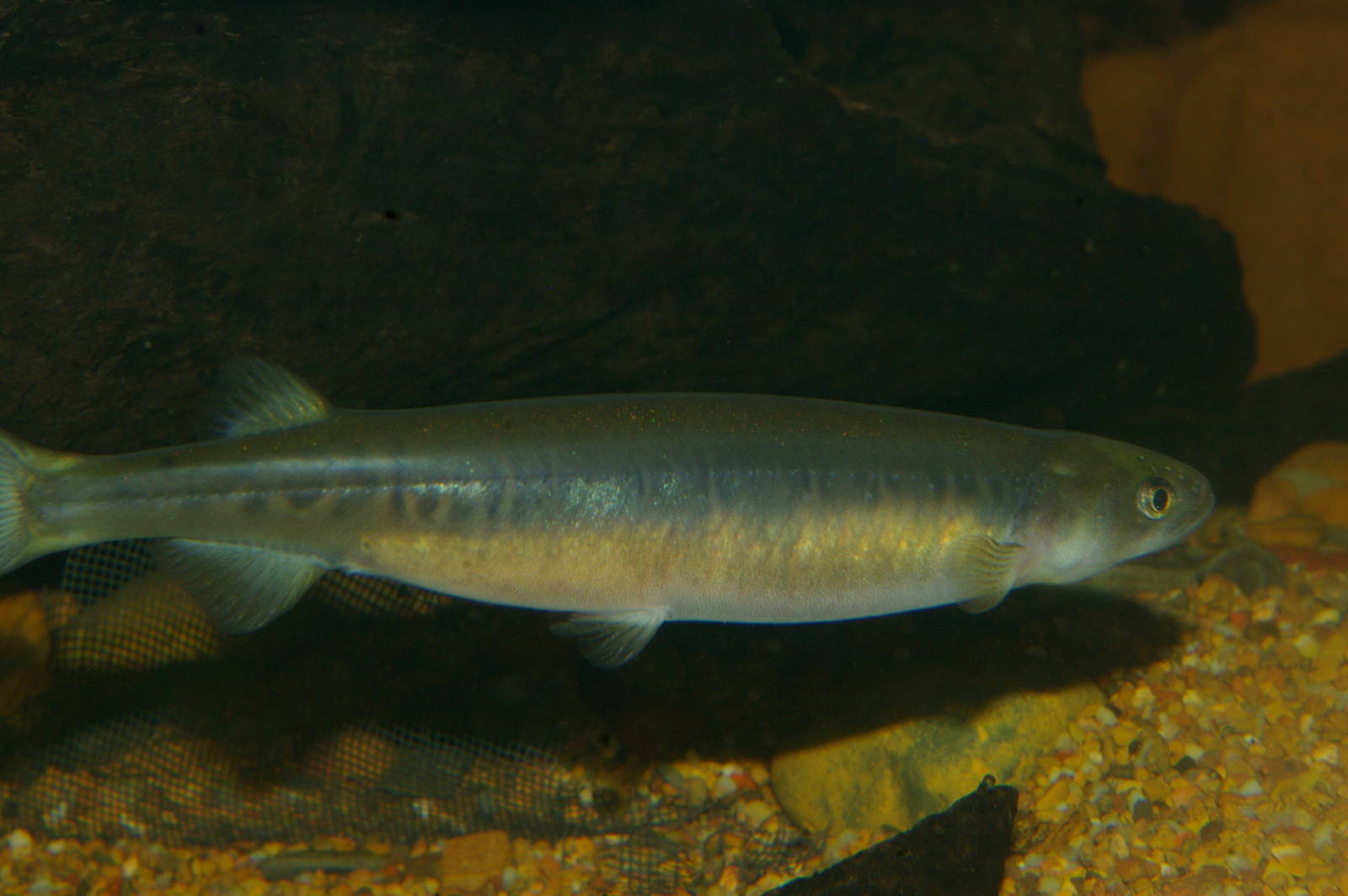 mountain galaxiid (Galaxias olidus)