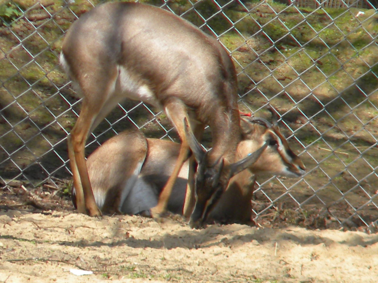 Mountain Gazelle at Blackpool Zoo 10th April 2011