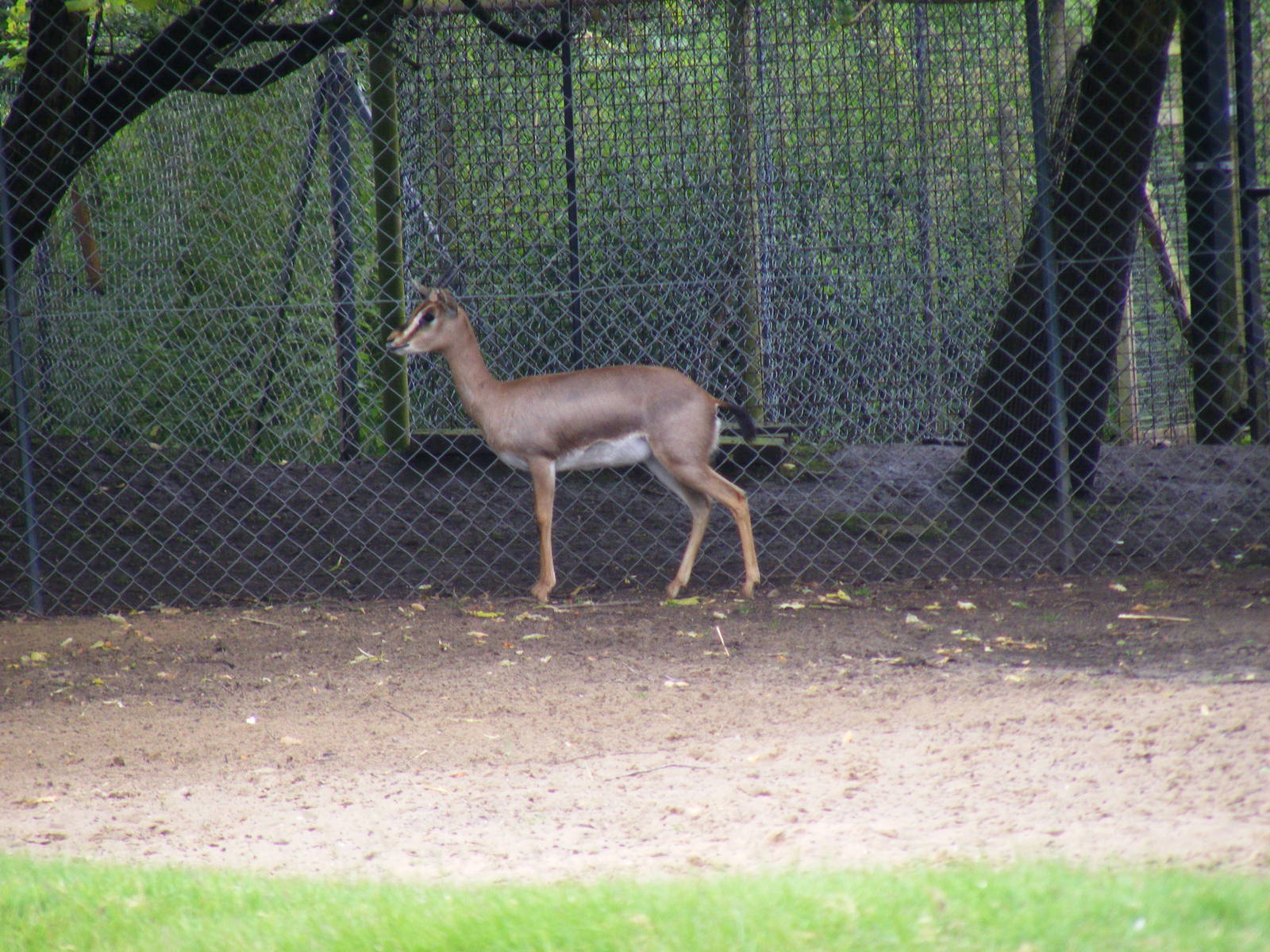 Mountain gazelle at Blackpool Zoo, 13 June 2011