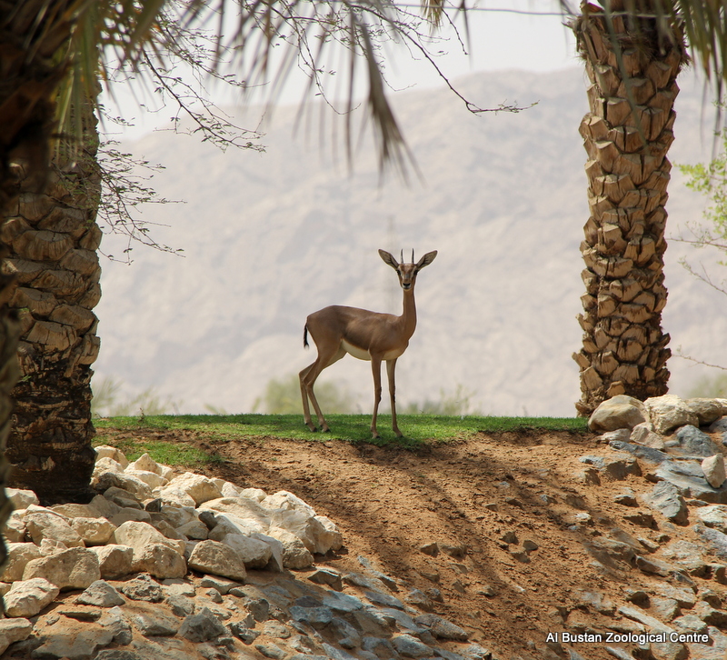 mountain gazelle (Gazella gazella)