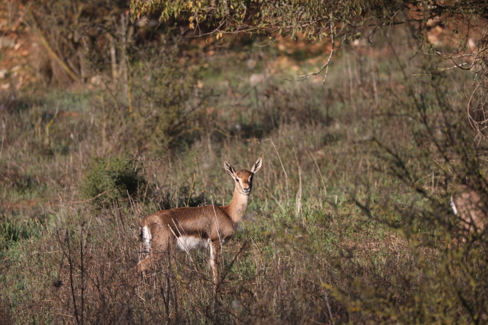 mountain gazelle (Gazella gazella)