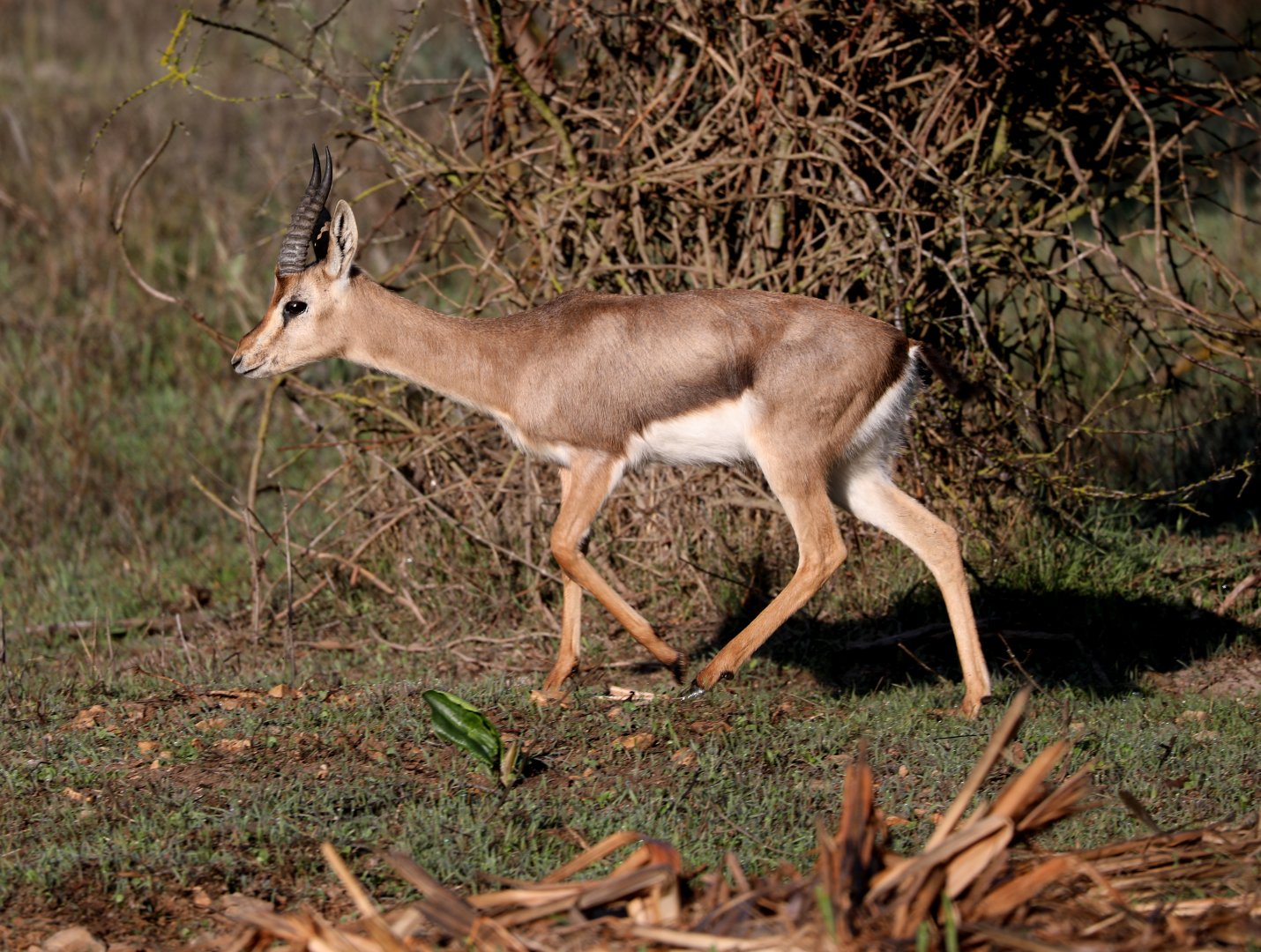 mountain gazelle (Gazella gazella)