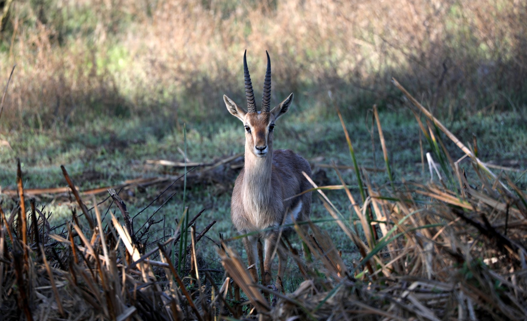 mountain gazelle (Gazella gazella)