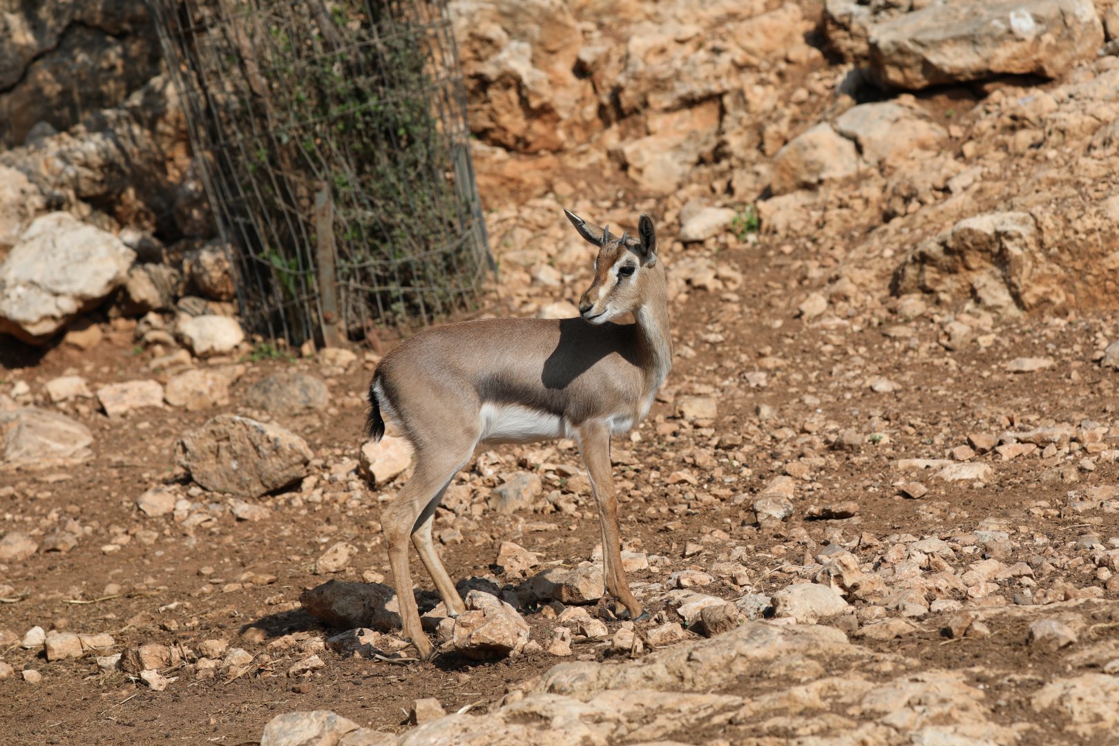 mountain gazelle (Gazella gazella)