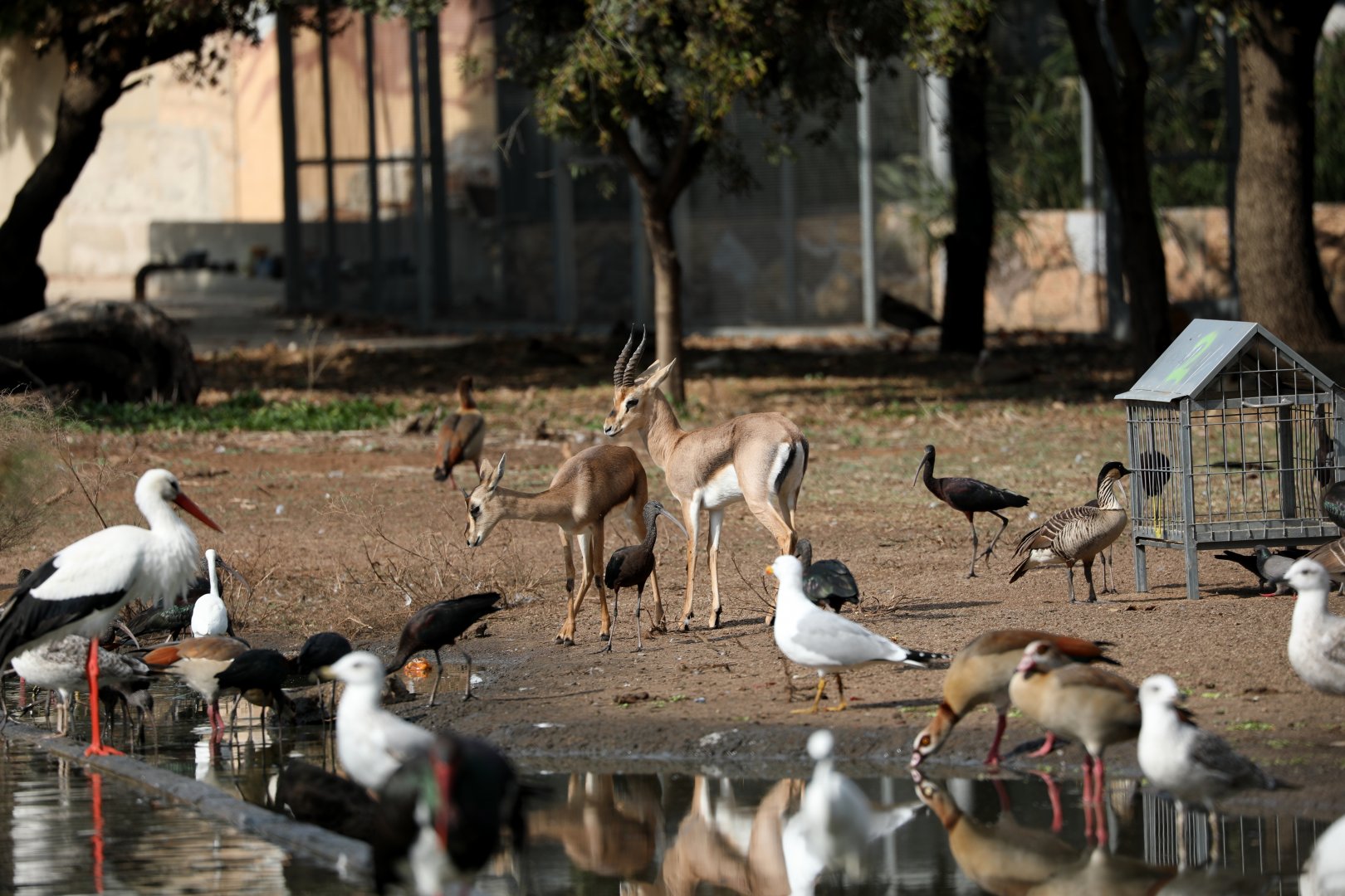 mountain gazelle (Gazella gazella)