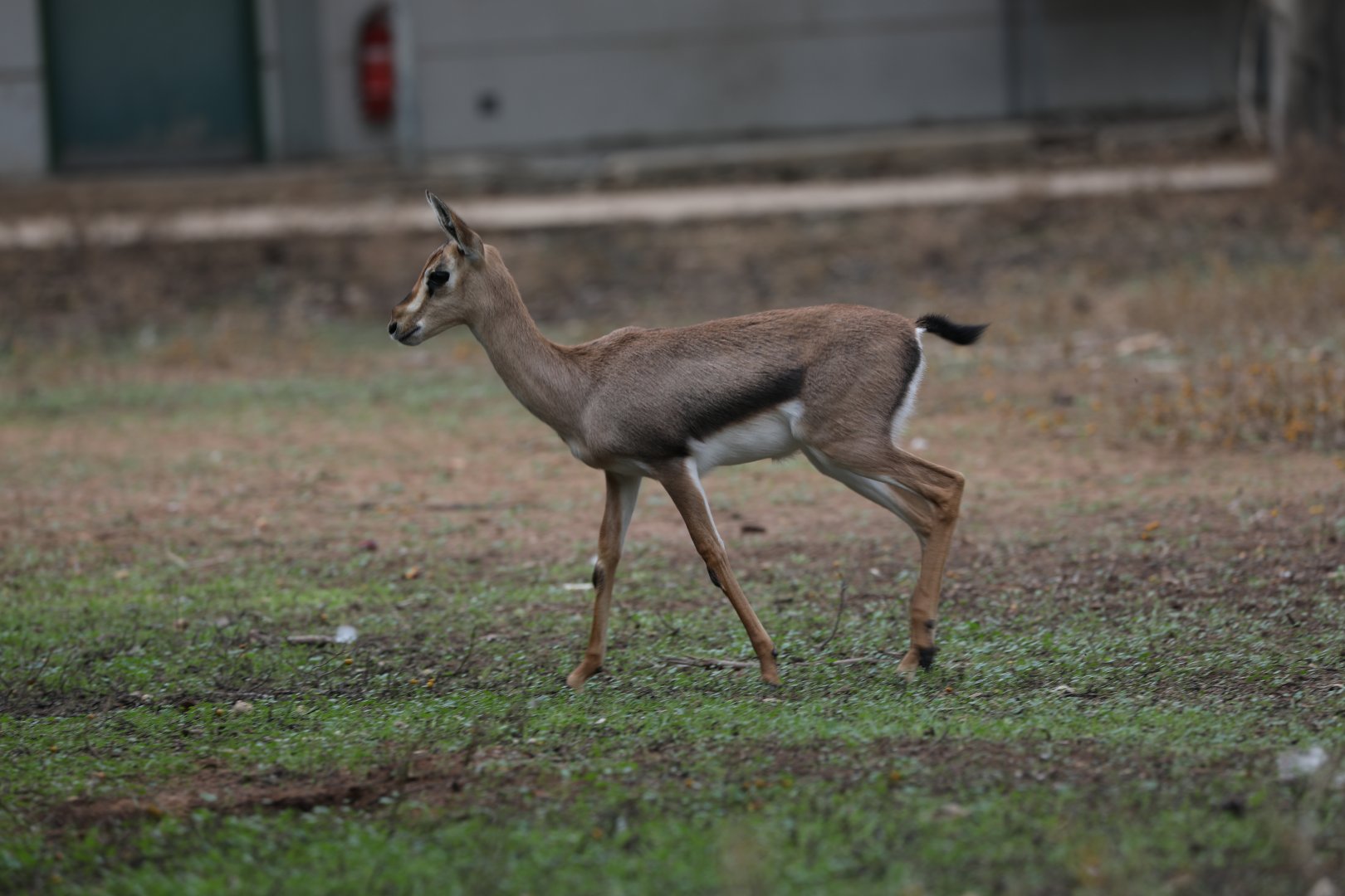 mountain gazelle (Gazella gazella)
