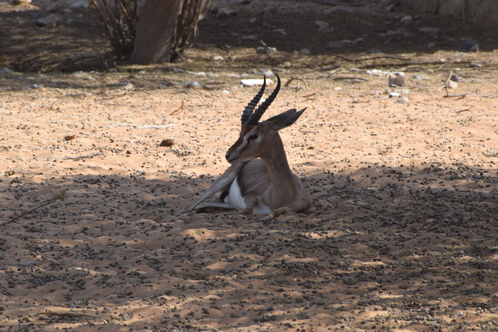 Mountain gazelle