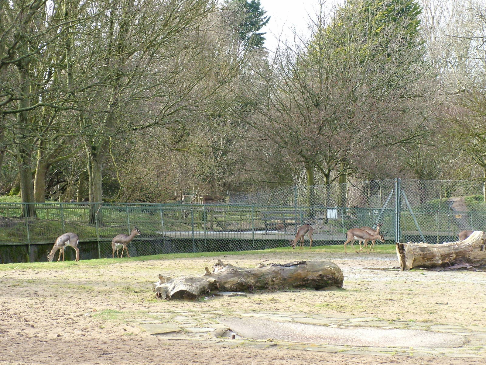 Mountain Gazelles at Blackpool 26/03/10