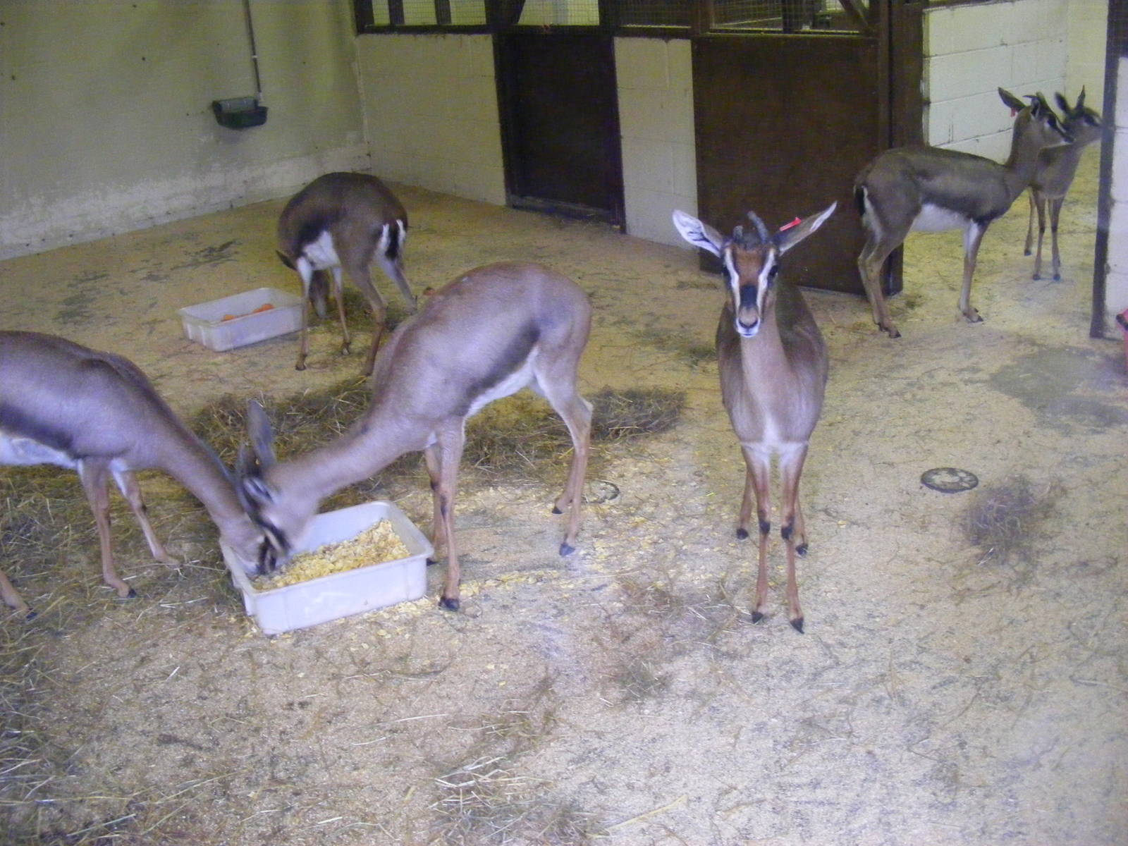 Mountain gazelles at Blackpool Zoo, 29 December 2009