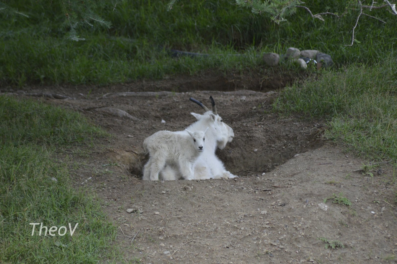 Mountain goat [2018]