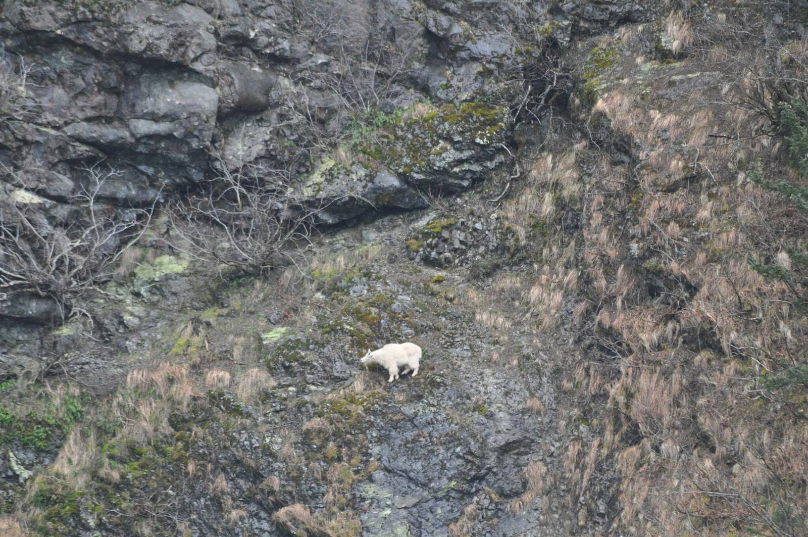 Mountain Goat - Alaska