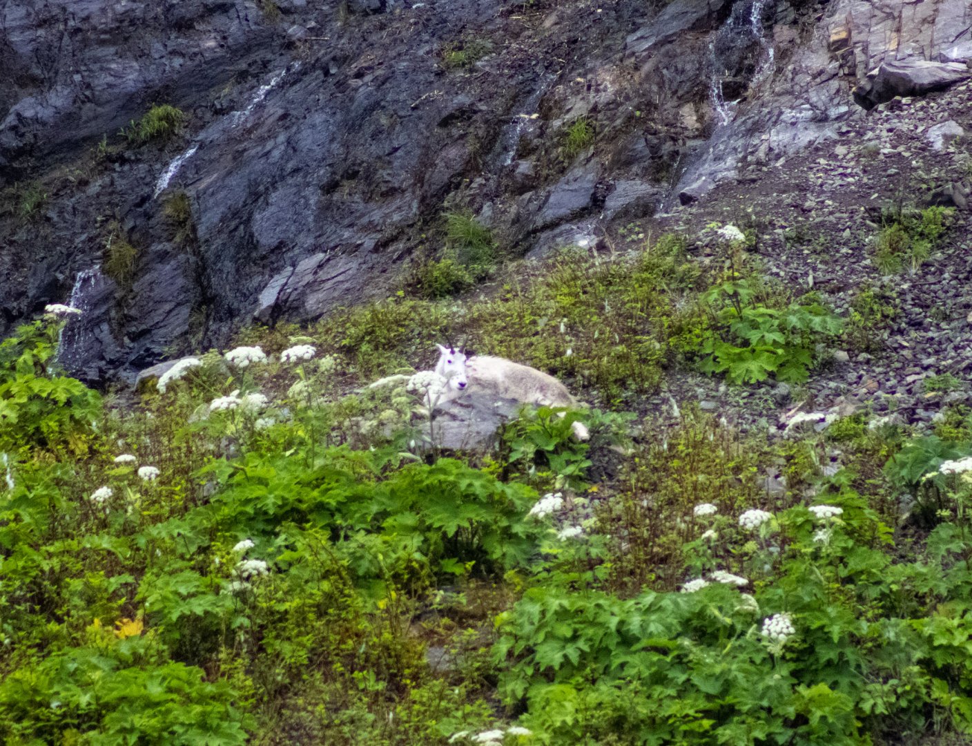 Mountain Goat - Alaska